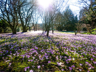 Flower Fields in Nature Outside with Sun