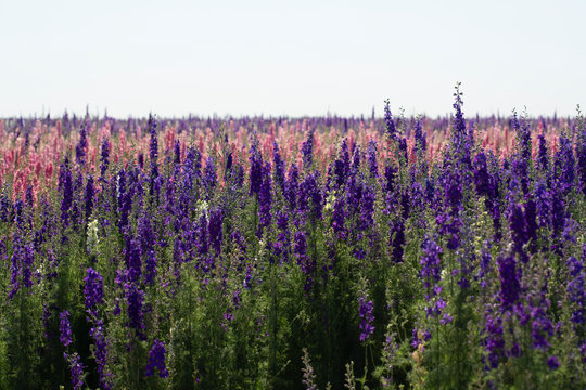 pink, white, yellow, and purple flowers blooming in stripes in a flower field
