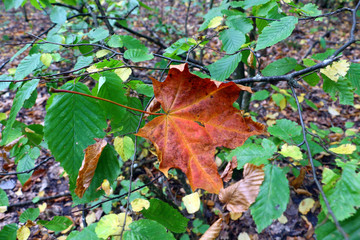 Maple leaf. Fallen maple leaf .
