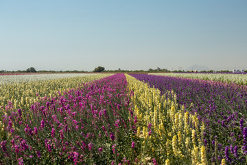 Fototapeta premium pink, white, yellow, and purple flowers blooming in stripes in a flower field