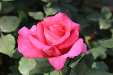 Charming pink rose on a blurry color background
