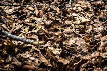 Colorful autumn leaves fallen on the ground in a forest