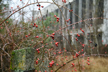 Abandoned ghost town Prypiat. Overgrown trees and collapsing buildings in Chornobyl exclusion zone. December 2019