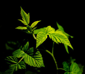 High contrast photo of some green raspberry fruit leaves with a dark background. Medicine or nature themed