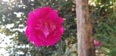pink peony flower bloom closeup