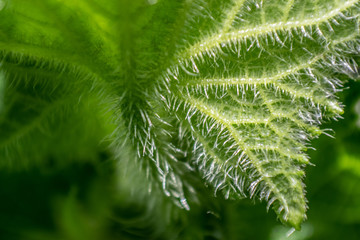 Macro of a green spiky leaf in the nature