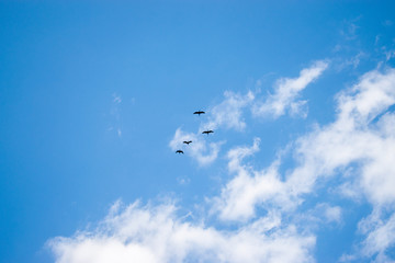 Blue sky with some black cranes passing by