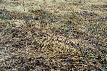 Background of mown field with dry grass in autumn