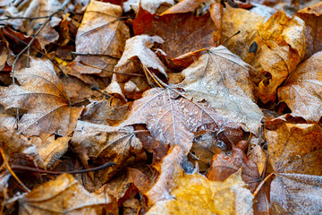 Hoarfrost on yellow autumn maple leaves lying on the ground
