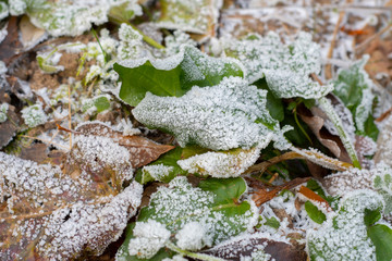 Hoarfrost on the green leaves of small plants growing between fallen autumn leaves