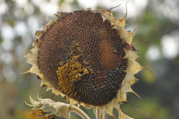 Old sunflower
