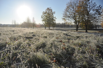 Sunny But Cold Goodbye: Frosted Morning Under the Last Autumn Sun
