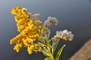Frost Covered Goldenrod by Water