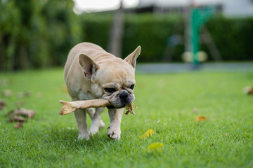 Fototapeta premium French bulldog holding rawhide bone in his mouth outdoor.