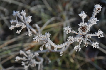 Frozen Bloom Tops – Frosted White Flower Buds Above a Blur of Green