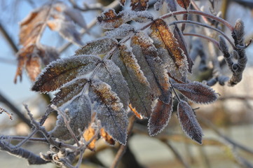 Frost-Covered Withered Leaves in Morning Sunlight – Close-Up Autumn Decay Aesthetic