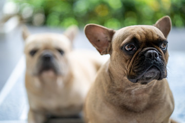 Fototapeta premium Cute french bulldogs are waiting for their owner for morning walk.