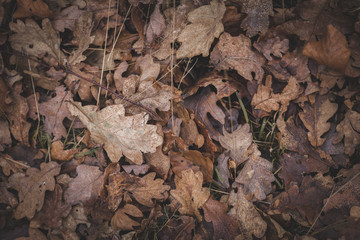 Leaves background