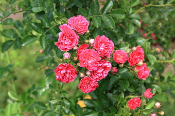Beautiful blooming pink roses on a green background