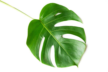 Fototapeta na wymiar Isolate Dark green Monstera large leaves, philodendron tropical foliage plant growing in wild on white background with clipping path concept for flat lay summer greenery leaf texture rainforest floral