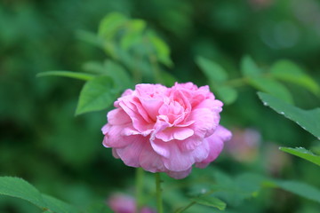 Charming pink rose on a blurry green background