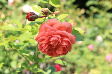 Beautiful rose and buds on a blurry light background
