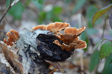 Fungi in winter