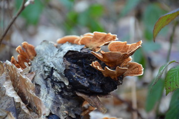 Fungi in winter