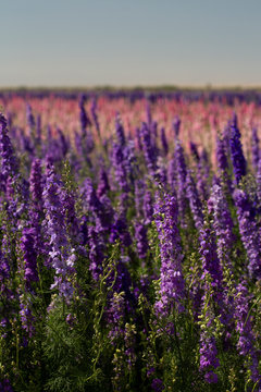 pink, white, yellow, and purple flowers blooming in stripes in a flower field