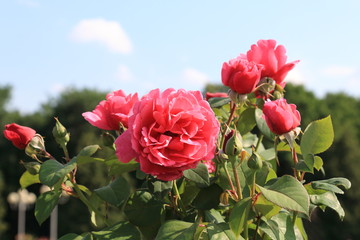 Charming red roses on a background of green trees and a light blue sky