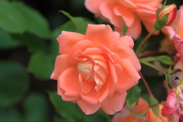 Roses of extraordinary beauty on a blurred colorful background