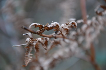 Background of leaves