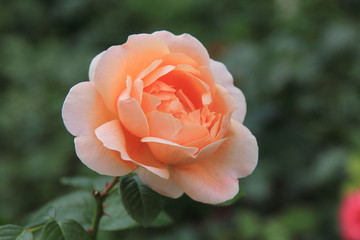 Beautiful delicate rose on a blurry green background