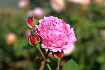 Bright pink rose and buds on a blurry colored background