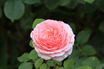 Delicate light pink rose on a blurry color background