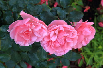 Charming lovely three pink roses on a beautiful background
