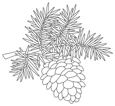 Big cone hanging on a prickly fir-tree branch, black and white vector cartoon illustration on a white background