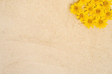 Sphagneticola trilobata flower on sand, copy space.