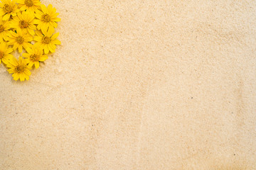 Sphagneticola trilobata flower on sand, copy space.