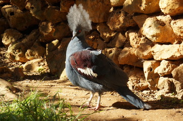 Fototapeta premium Beautiful exotic bird in natural habitat