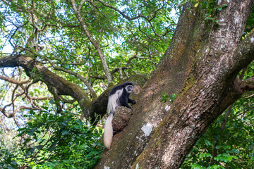 Wild colobus guereza monkey sitting on the branch in tropical forest near city Arusha, Tanzania, Africa