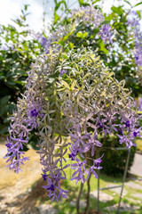 ฺBeautiful Petrea volubilis or Purple Wreath flower