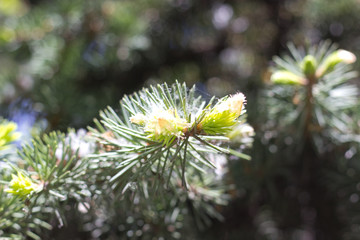 spruce branch with young shoots