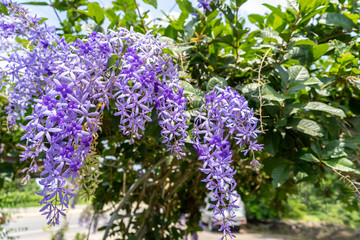 Obraz premium ฺBeautiful Petrea volubilis or Purple Wreath flower