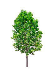 Fototapeta premium Tree isolated on white background