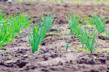 A row of green onions in the spring garden