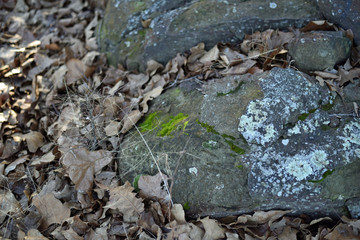 Moss and Lichen on Boulders