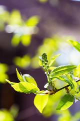 tree branch with buds background