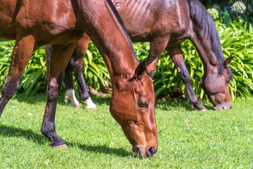 Horse grazing on green grass in the tropical garden. Tanzania, Africa