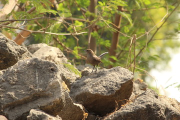 beautiful black sparrow